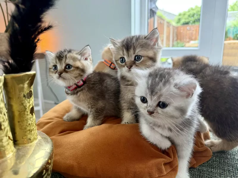 Britse korthaar kittens met stamboom - kampioenslijn - afbeelding 6