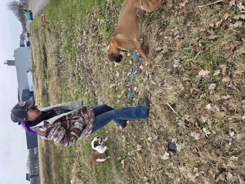 Jonge boxer reu - afbeelding 3