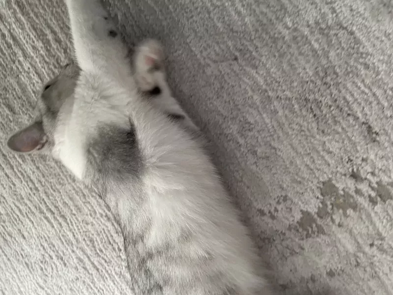 Britse Korthaar - afbeelding 3