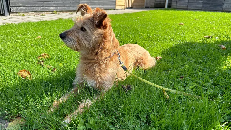 Lieve hond Sira - afbeelding 6