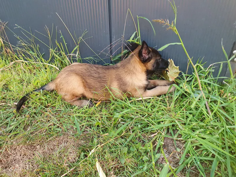 Mechelse Herder pup te koop - afbeelding 3