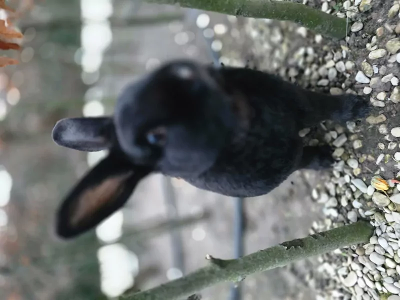 2 lieve konijnen gratis aangeboden - afbeelding 4