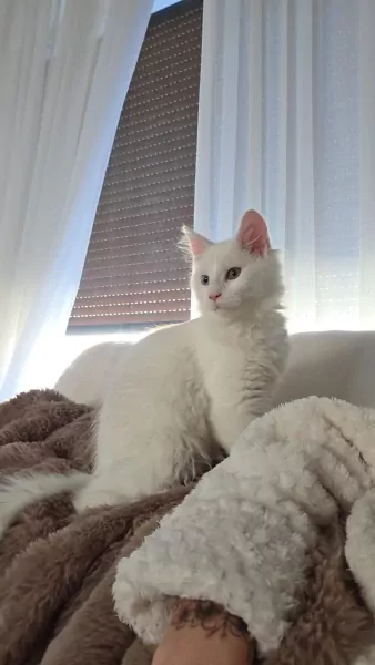 2 maine coons te koop - afbeelding 2