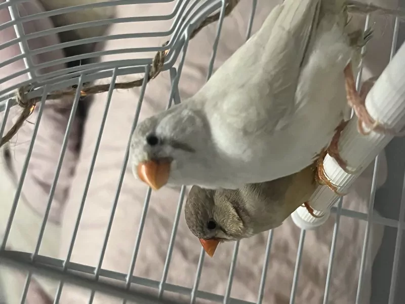 Zebravink Poppetjes - afbeelding 2