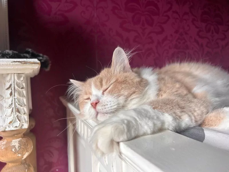Lieve, knappe Toby zoekt zijn 4ever home - afbeelding 2