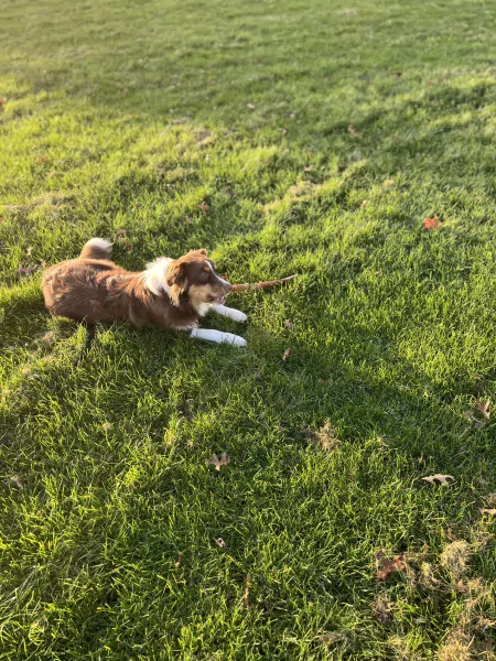 Pup Rebel - afbeelding 2