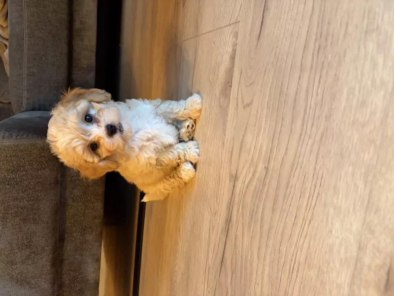 Maltipoo pup - afbeelding 2