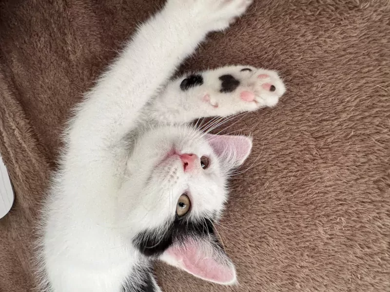 Kittens zoeken een nieuw, warm en liefdevol huisje. - afbeelding 2