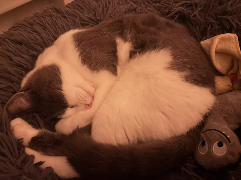 Ontzettend lieve kat Juna - afbeelding 2
