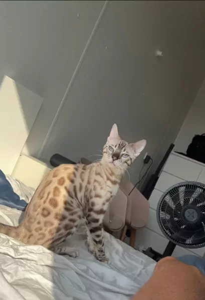Seal lynx vol ras Bengaalse kater 1 jaar oud - afbeelding 2
