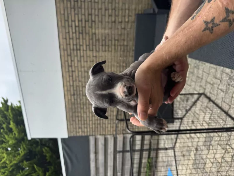 American Bully XL x Staffordshire puppy - afbeelding 2