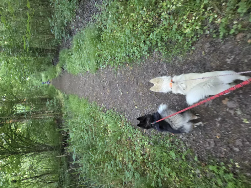 2 Pomsky  te koop - afbeelding 6