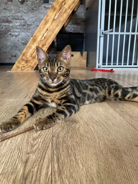 Bengaal kater - afbeelding 2