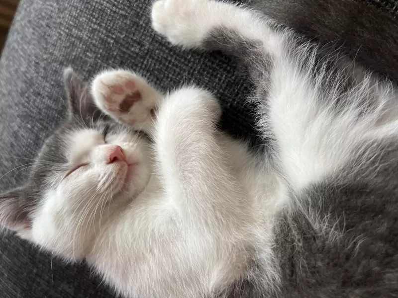 Ontzettend lieve kat Juna - afbeelding 4