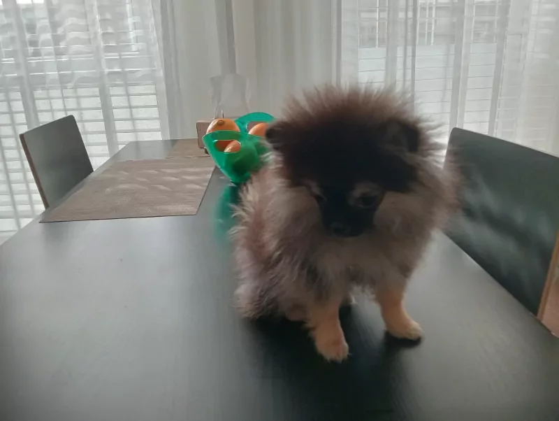Pomeranian puppy te koop - afbeelding 2