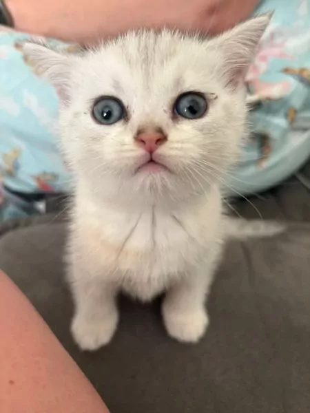 prachtige Britse Korthaar Kittens. Lief, Gezond - afbeelding 4