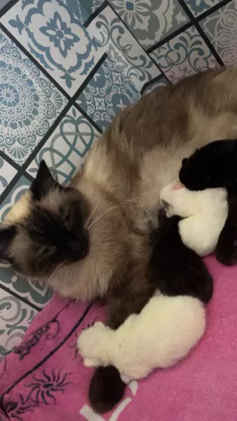 4 kater kittens ragdoll x britse korthaar - afbeelding 5