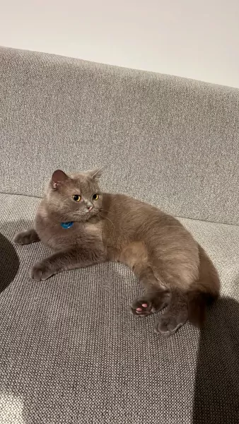 Britse Korthaar Coco zoekt een liefdevol nieuw thuis 🐾 - afbeelding 4