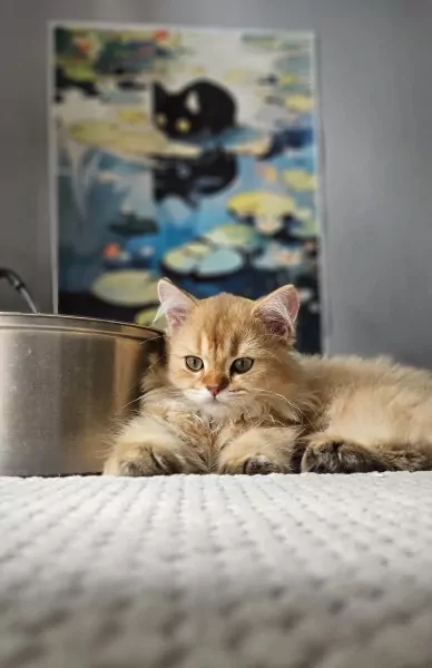 Raszuivere Brits kittens - afbeelding 1