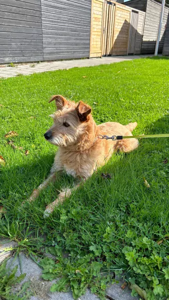 Lieve hond Sira - afbeelding 1