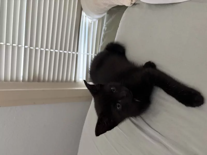 Kitten zoekt huisje! - afbeelding 2
