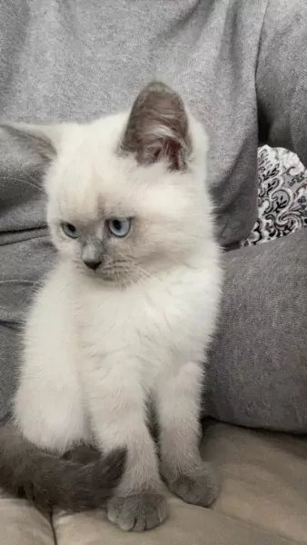 Britse korthaar - afbeelding 2