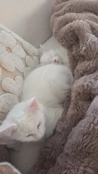 2 maine coons te koop - afbeelding 3