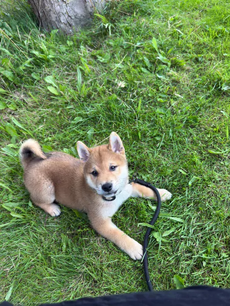 Siberische Laika West Siberian Laika Puppies For Sale