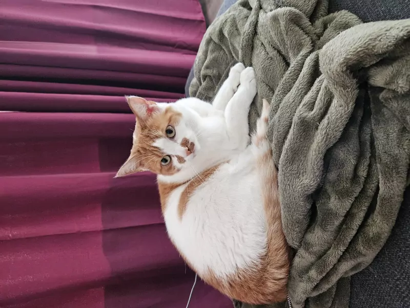 Simba zoekt lieve baasje - afbeelding 1