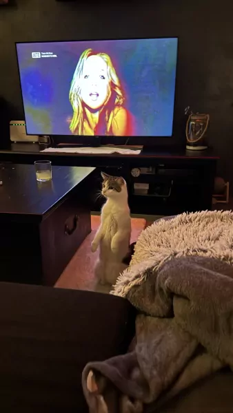 Lieve poes te koop aangeboden - afbeelding 4