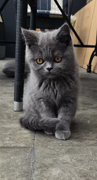 Britse korthaar Kitten (kater) - afbeelding 3