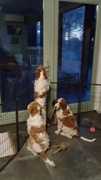 Bonte Irish doodle pups te koop - afbeelding 1