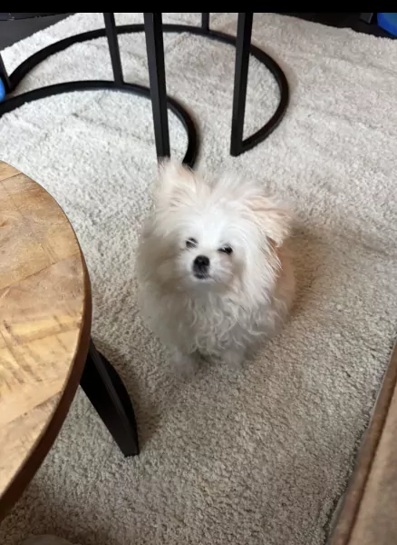 Pomeriaan 4 maanden reu zoekt nieuwe baas - afbeelding 3