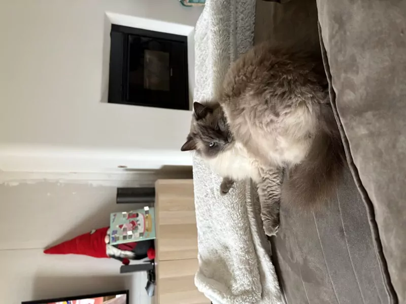 Ik zoek nieuw plekje voor mijn katje - afbeelding 6