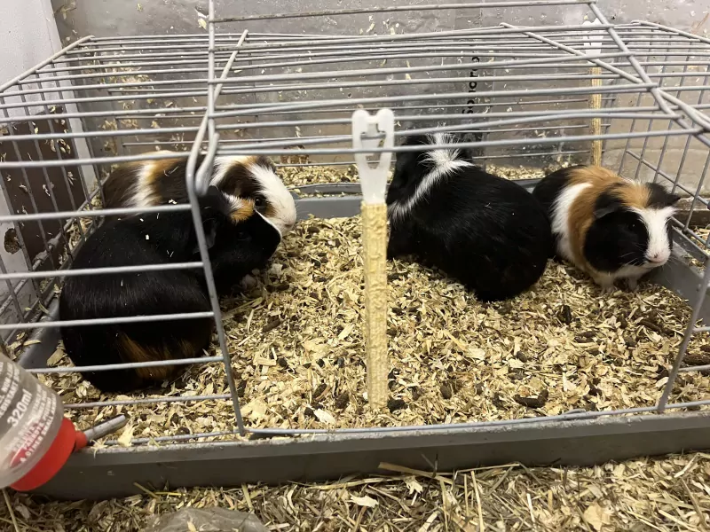 4 cavias for free - afbeelding 1