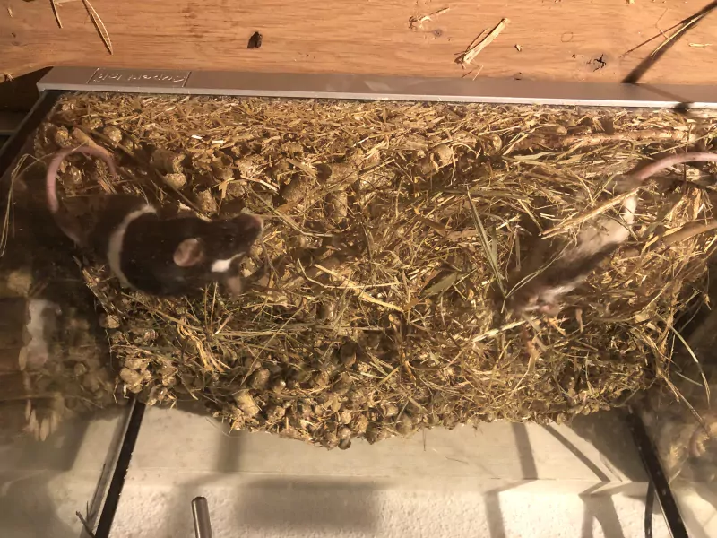 6 muizen in tweetallen te koop - afbeelding 3