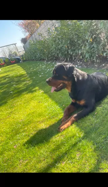 Lieve Rottweiler reu - afbeelding 2