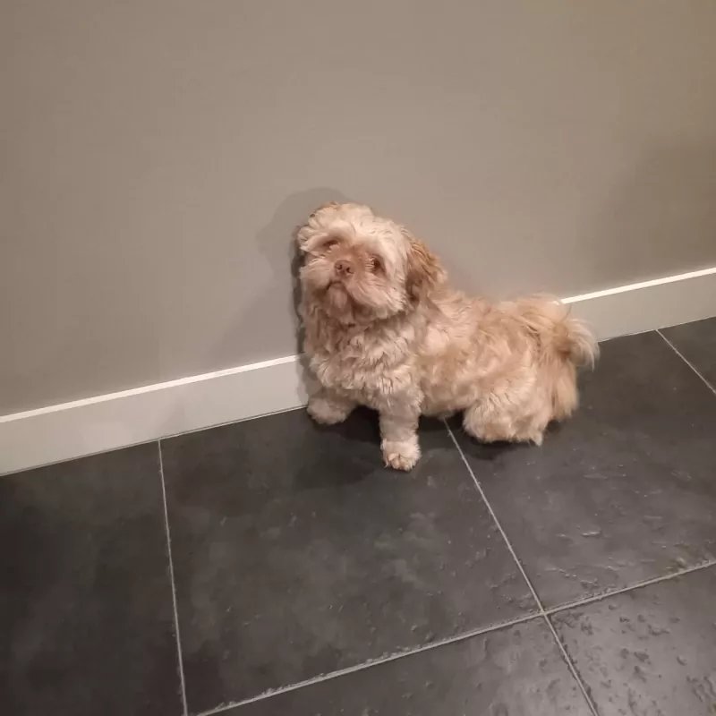 Goud Bruine Boomer 15 maand incl paspoort - afbeelding 2