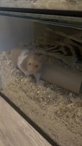 Goudhamster gratis op te halen - afbeelding 5