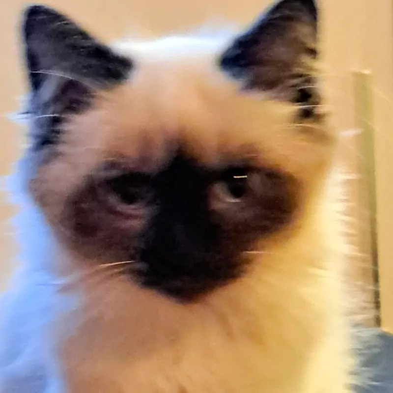 De allerliefste,zeer gespecialiseerde Ragdolls - afbeelding 2