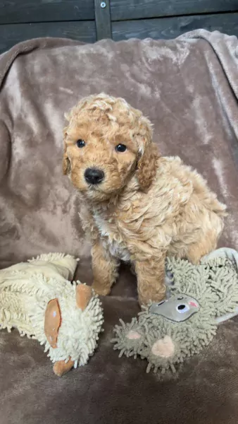 Prachtige labradoodle puppy’s - afbeelding 3