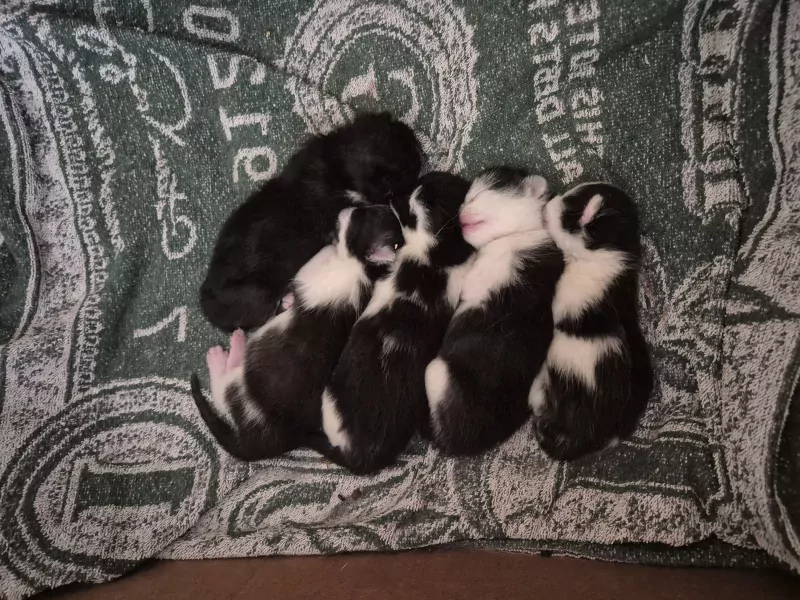 Nog 3 kittens beschikbaar - afbeelding 2