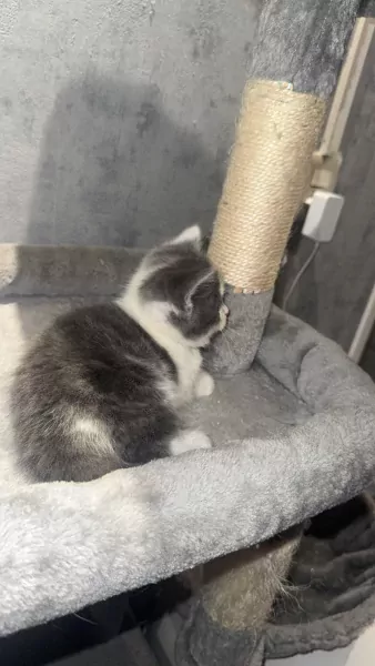 Lieve kitten - afbeelding 3
