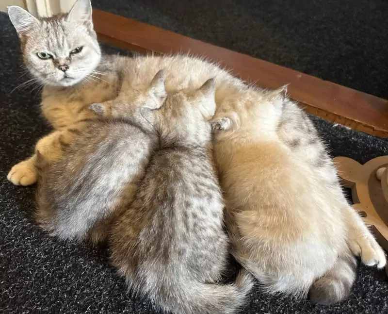 Britse Korthaar kittens katers - afbeelding 5