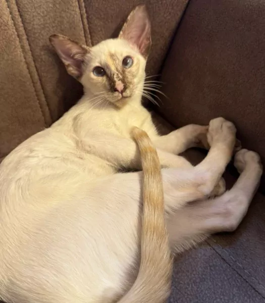 Oosterse Korthaar Poes & Kitten - afbeelding 2