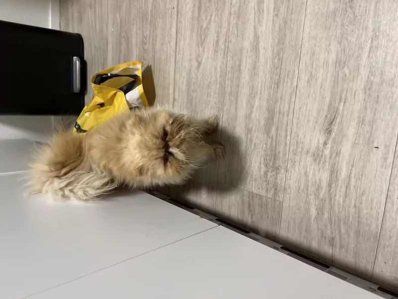 Lieve perzische poes van 3 jaar - afbeelding 3