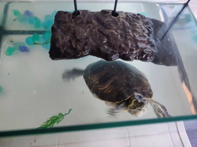 Waterschildpad - afbeelding 5