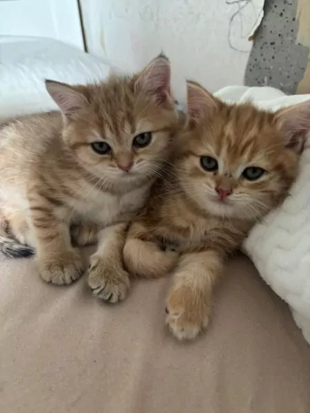 Black golden shaded Brits korthaar kittens - afbeelding 3