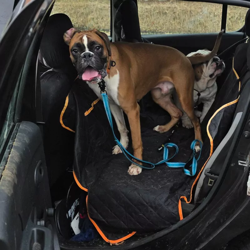 Jonge boxer reu - afbeelding 2