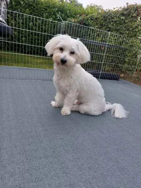 Lieve speelse hondje - afbeelding 1